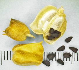   Fruits, seeds:   Nigella sativa ; Photo by N. Diaz, USDA APHIS PPQ, imageID.idtools.org
